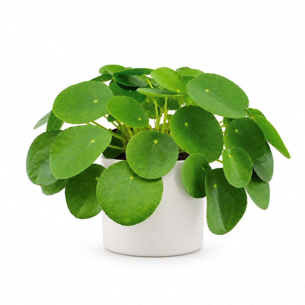 Pilea Peperomioides (30cm, Ø15cm), Stylingbeispiel im Übertopf (Übertopf nicht enthalten)