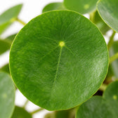 Pilea Peperomioides, Nahaufnahme Blatt
