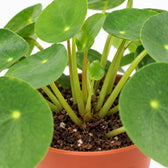 Pilea Peperomioides, Nahaufnahme Wuchs und Triebansatz
