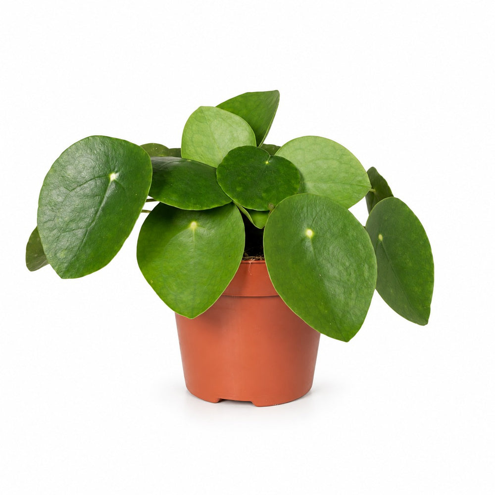 Pilea Peperomioides Ufopflanze - 20cm im Kulturtopf
