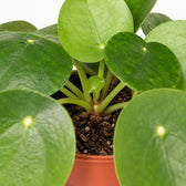 Pilea Peperomioides Ufopflanze, Nahaufnahme Wuchs und Triebansatz