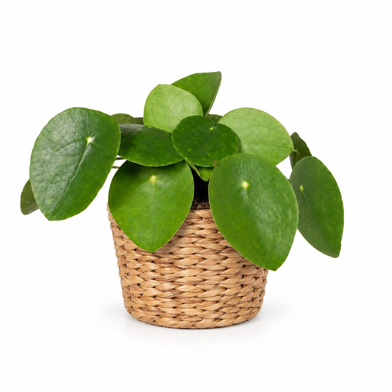 Pilea Peperomioides Ufopflanze - 20cm Detail