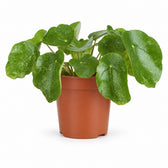 Pilea Sugar (20cm, Ø13cm) im Kulturtopf