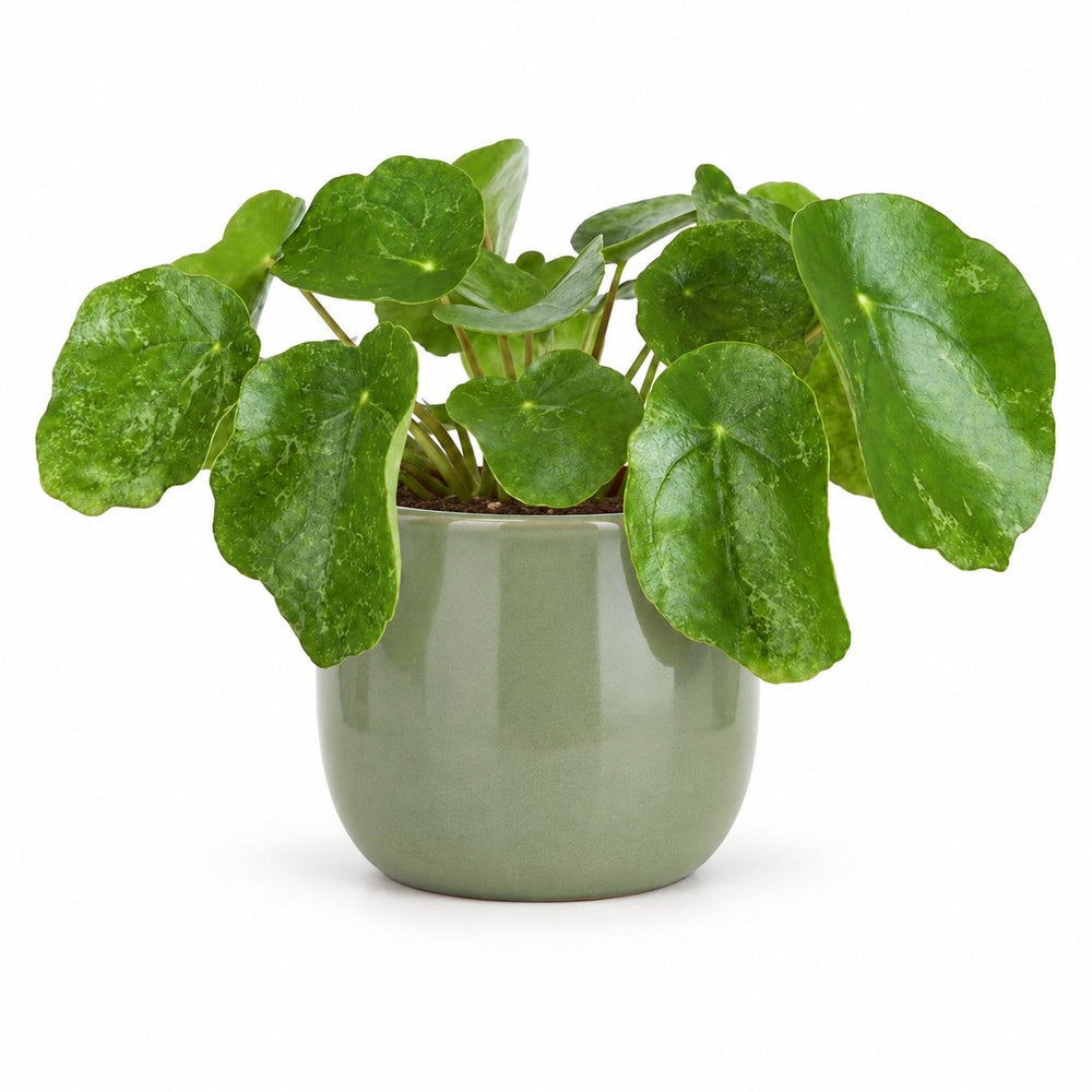 Pilea Sugar (20cm, Ø13cm), Stylingbeispiel im Übertopf (Übertopf nicht enthalten)