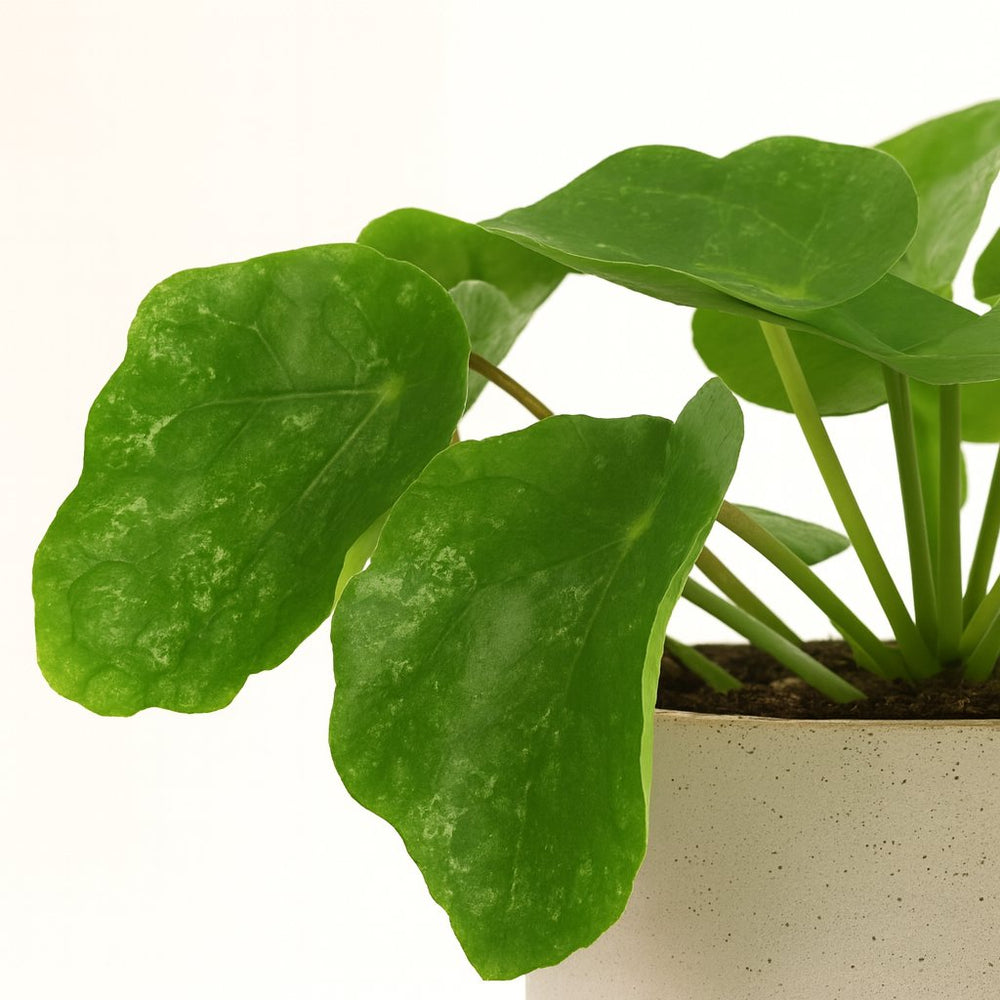 Pilea Sugar 20cm im 13cm Topf Nahaufnahme
