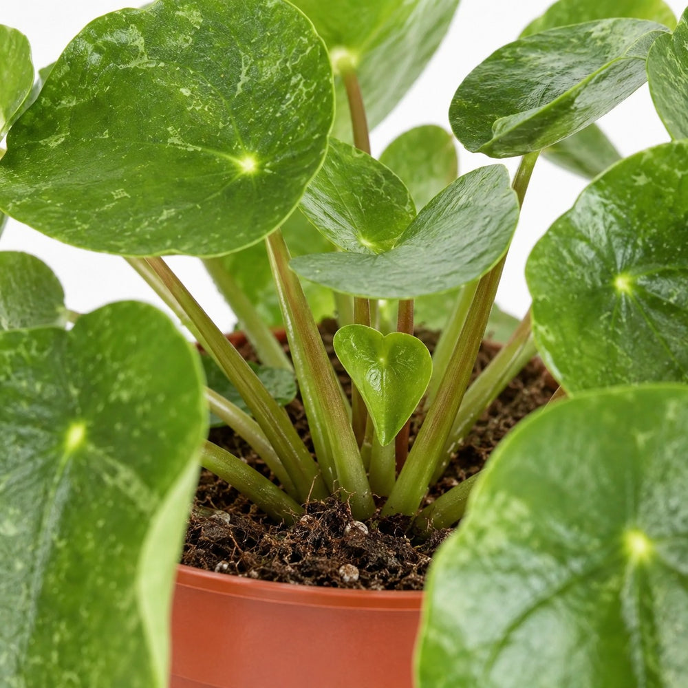 Pilea Sugar, Nahaufnahme Wuchs und Triebansatz