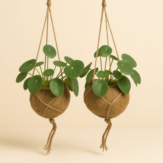 2x Kokodama Pilea Peperomiodes - 20cm