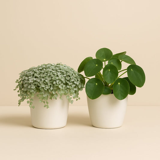 Pilea Duo (2 Stück) - 15cm
