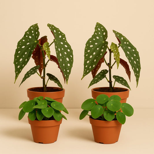 2x Pilea Peperomioides + 2x Begonia Maculata - 4 Stück - 20cm