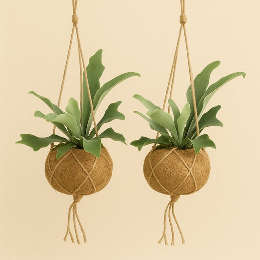2x Kokodama Platycerium  -  35cm
