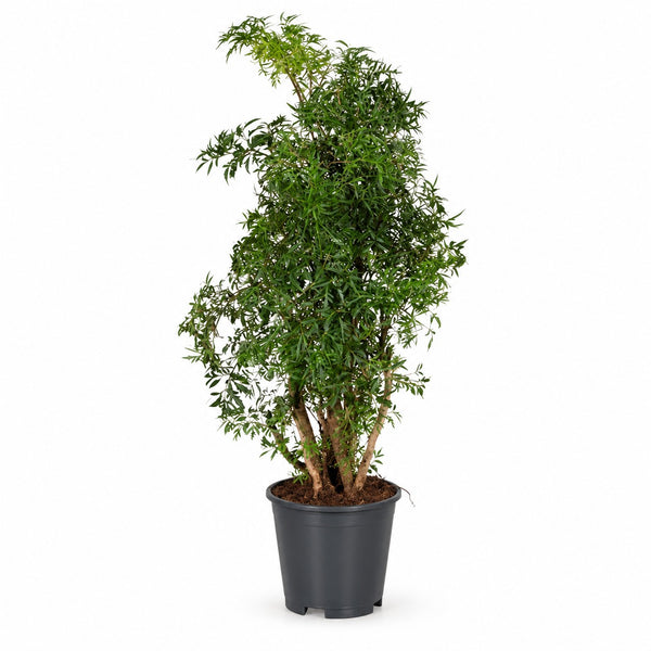 Polyscias Hawaiiana Ming (65cm, Ø17cm) im Kulturtopf