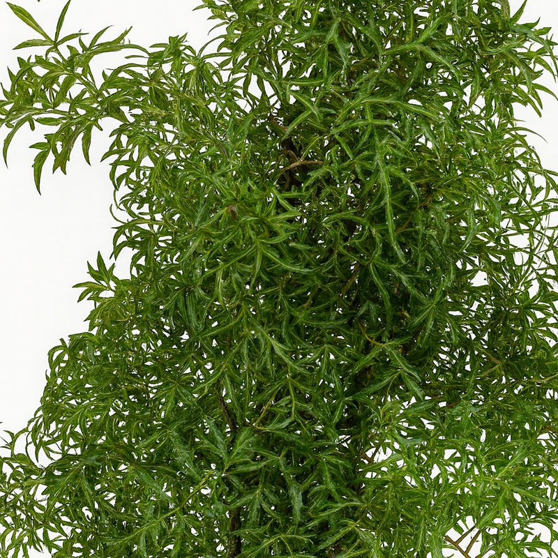 Polyscias Hawaiiana Ming Detail