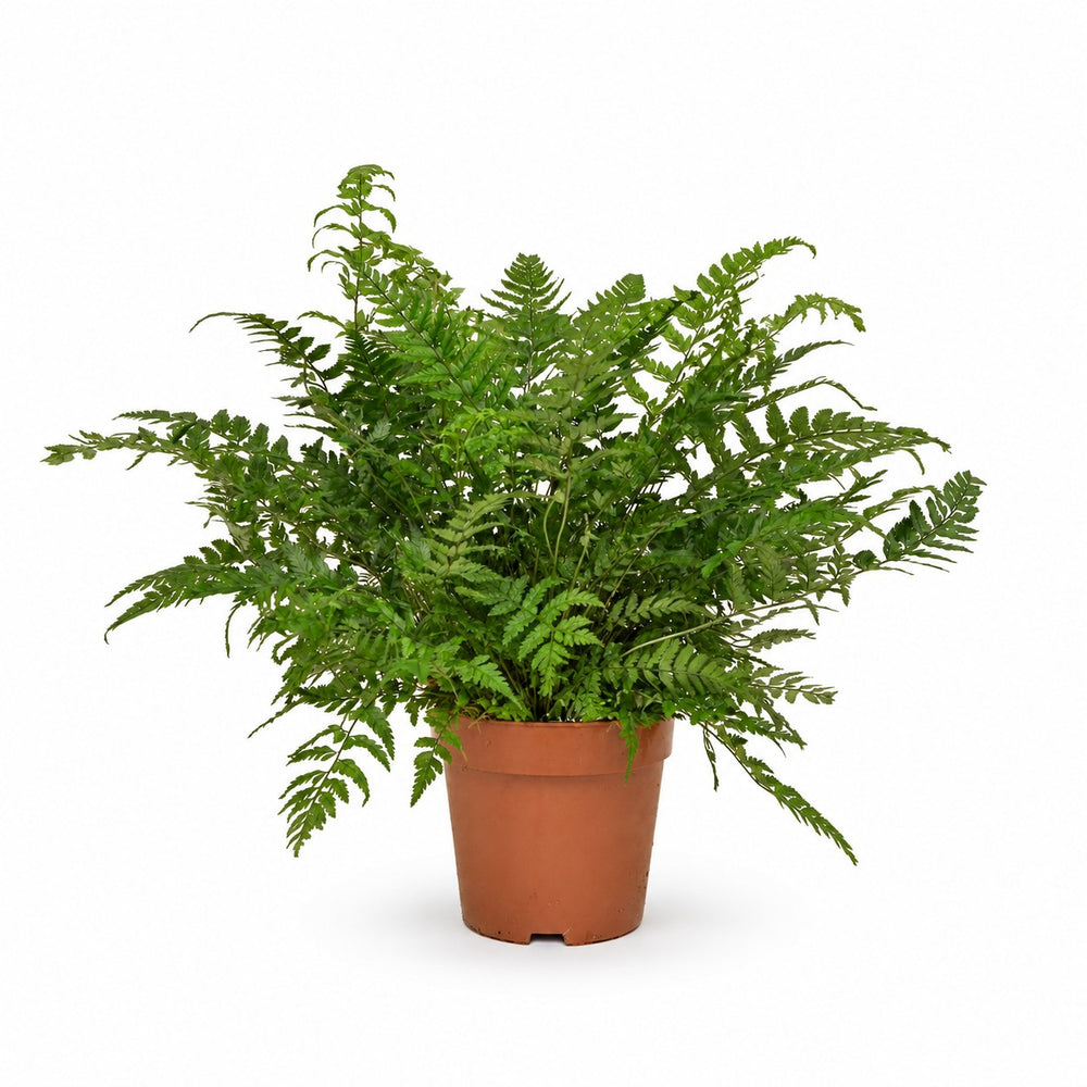 Polystichum Tsussimense / Athyrium (30cm, Ø12cm) im Kulturtopf
