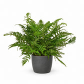 Polystichum Tsussimense / Athyrium (30cm, Ø12cm), Stylingbeispiel im Übertopf (Übertopf nicht enthalten)