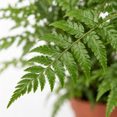 Polystichum Tsussimense / Athyrium, Nahaufnahme Blatt