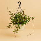 Hoya Carnosa Tricolor 20cm im 19cm Topf