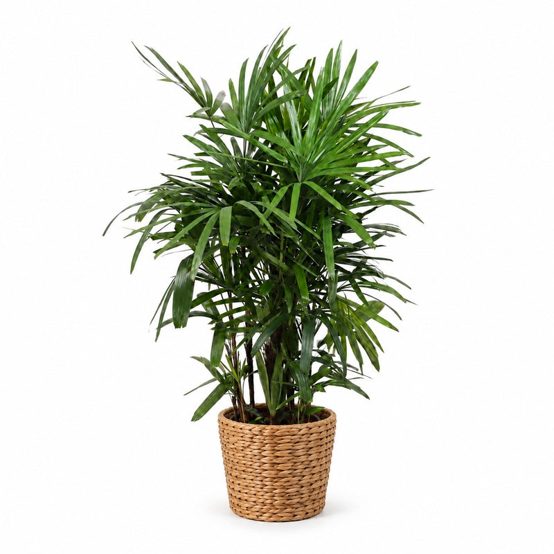 Rhapis Excelsa Detail