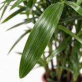 Rhapis Excelsa, Nahaufnahme Blatt