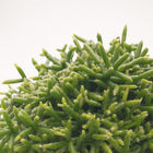 Rhipsalis Burchellii 20cm im 12cm Topf Nahaufnahme