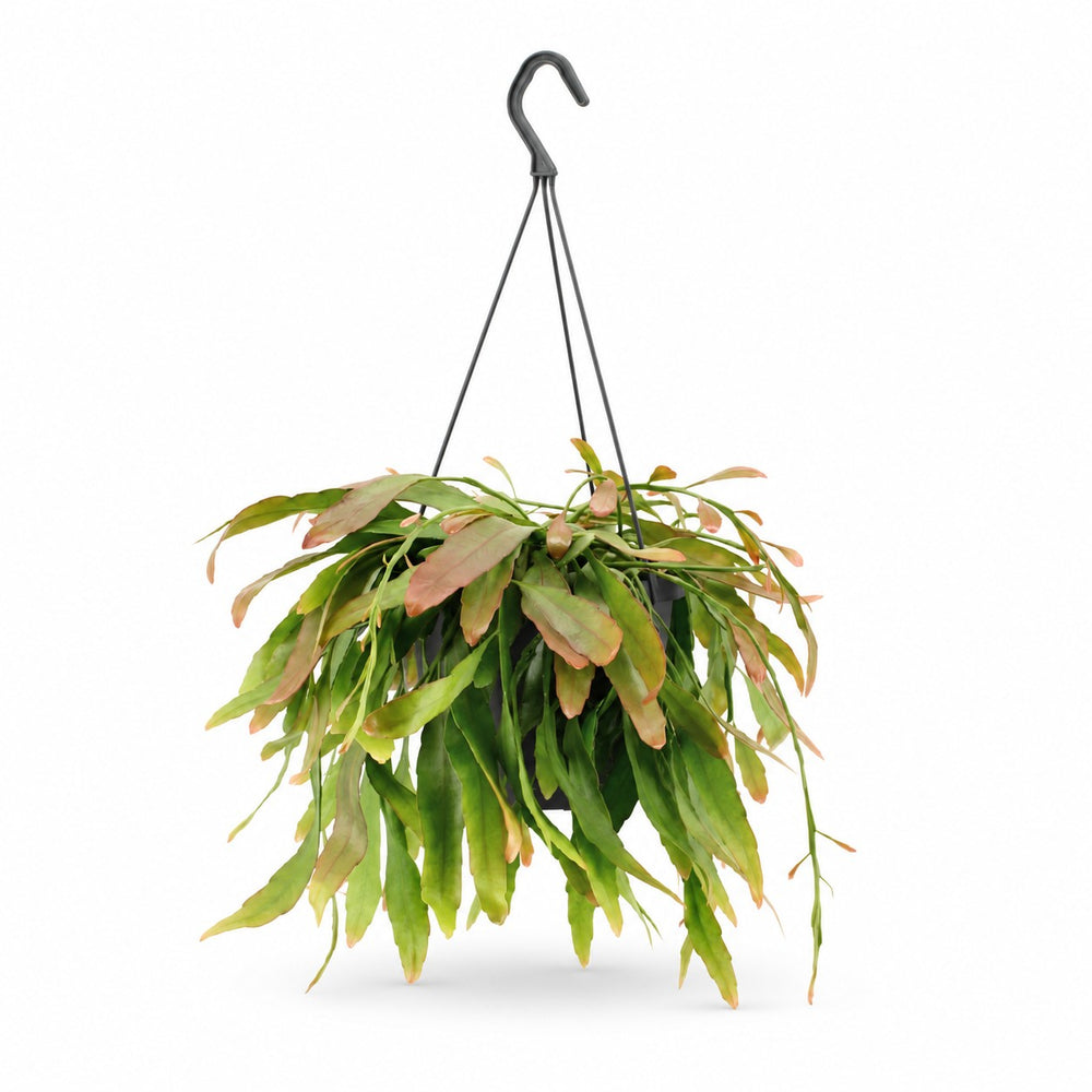 Rhipsalis Red Coral (25cm, Ø17cm) im Kulturtopf