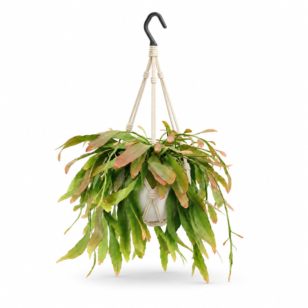 Rhipsalis Red Coral (25cm, Ø17cm), Stylingbeispiel im Übertopf (Übertopf nicht enthalten)