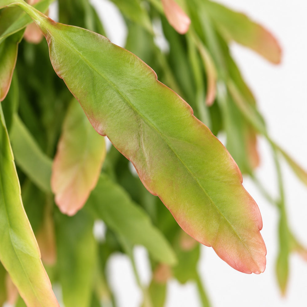 Rhipsalis Red Coral, Nahaufnahme Blatt