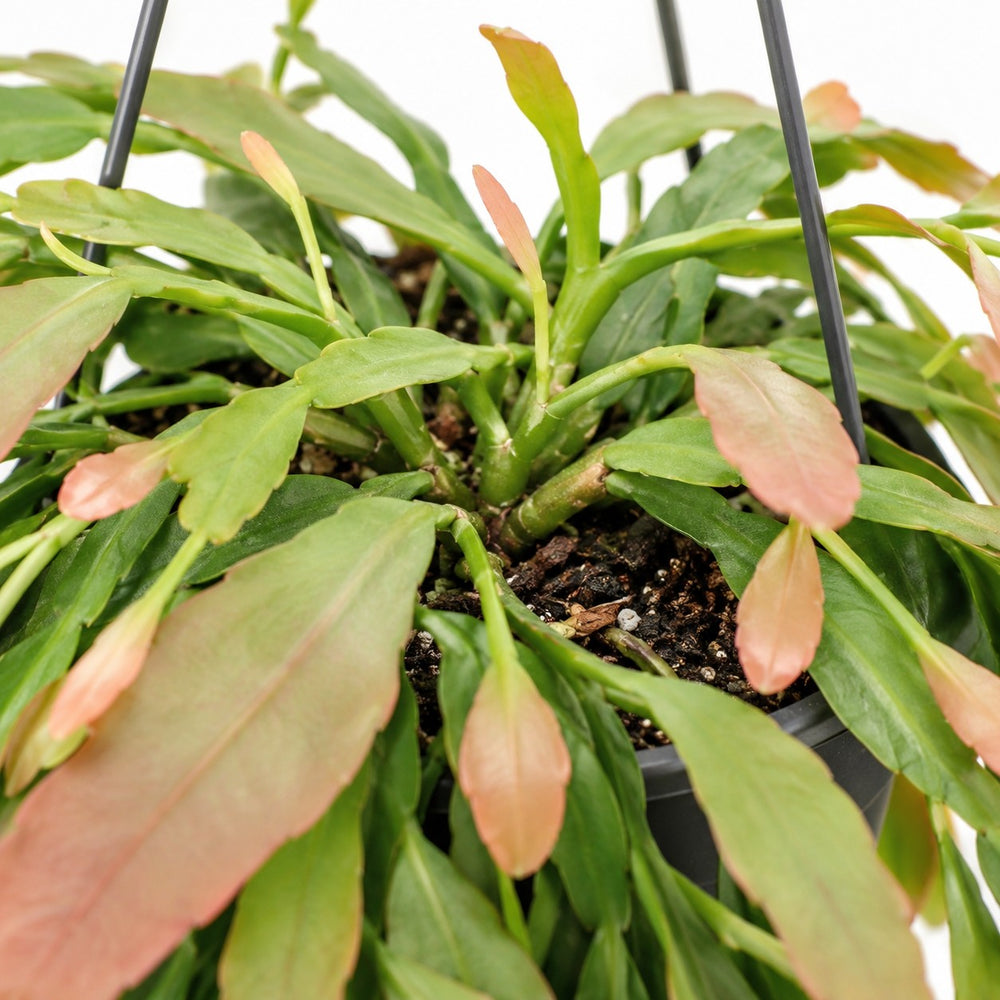 Rhipsalis Red Coral, Nahaufnahme Wuchs und Triebansatz