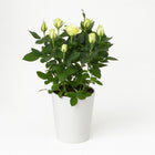 Rosa weiß 45cm im 17cm Topf