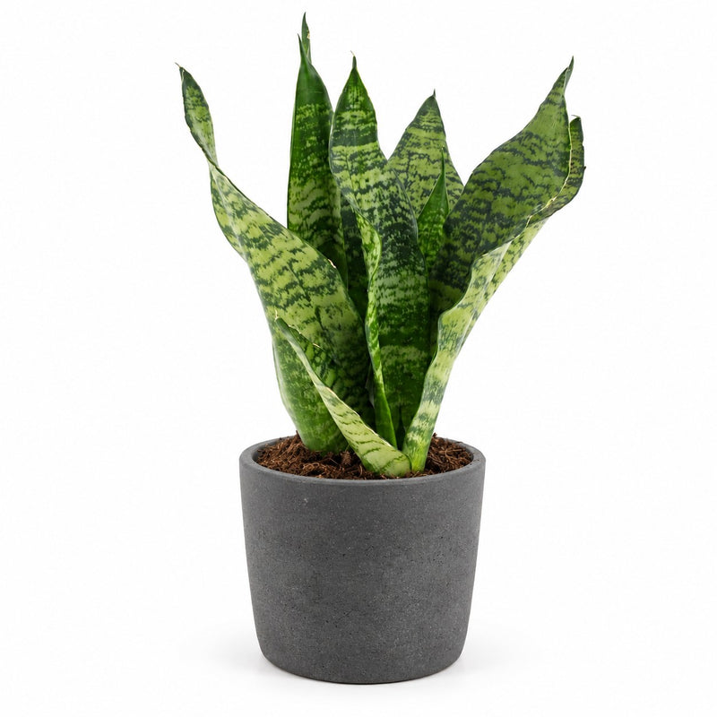 Sansevieria Black Coral Detail