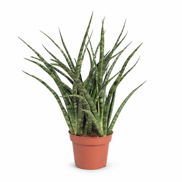 Sansevieria Fernwood Punk - 35cm im Kulturtopf
