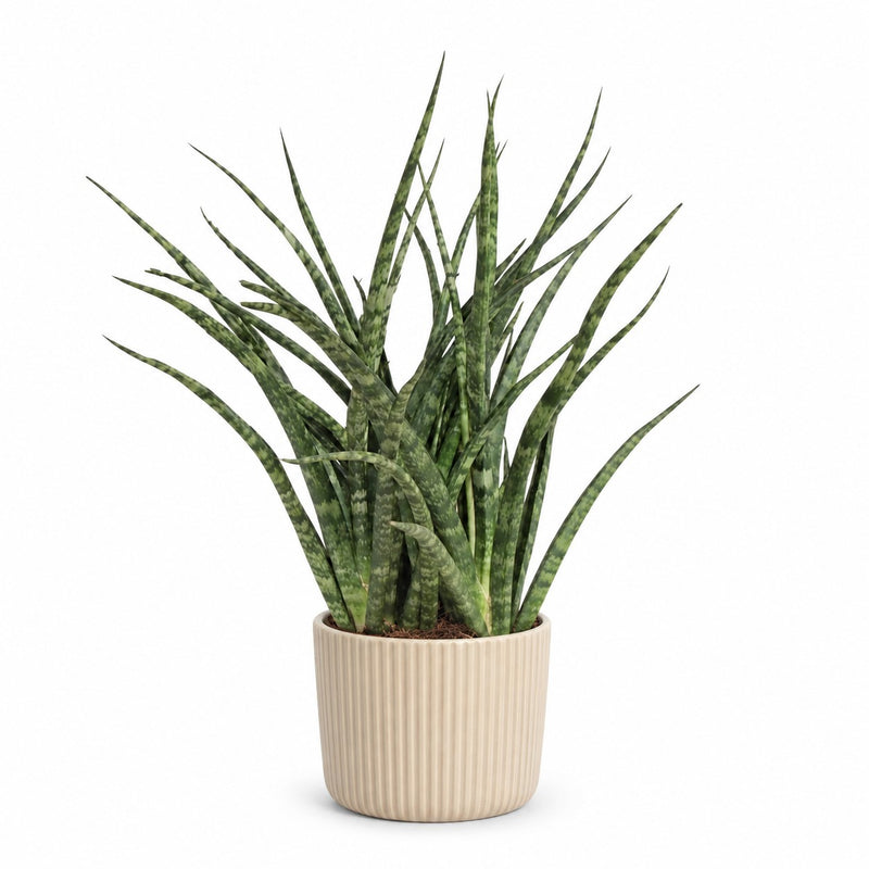 Sansevieria Fernwood Punk - 35cm Detail