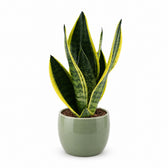 Sansevieria Futura Superba (30cm, Ø12cm), Stylingbeispiel im Übertopf (Übertopf nicht enthalten)