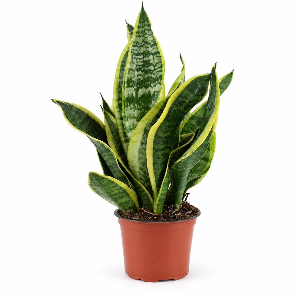 Sansevieria Futura Superba (35cm, Ø12cm) im Kulturtopf