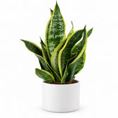 Sansevieria Futura Superba (35cm, Ø12cm), Stylingbeispiel im Übertopf (Übertopf nicht enthalten)