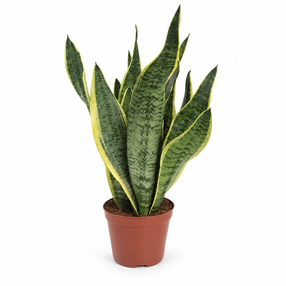 Sansevieria Futura Superba (40cm, Ø14cm) im Kulturtopf