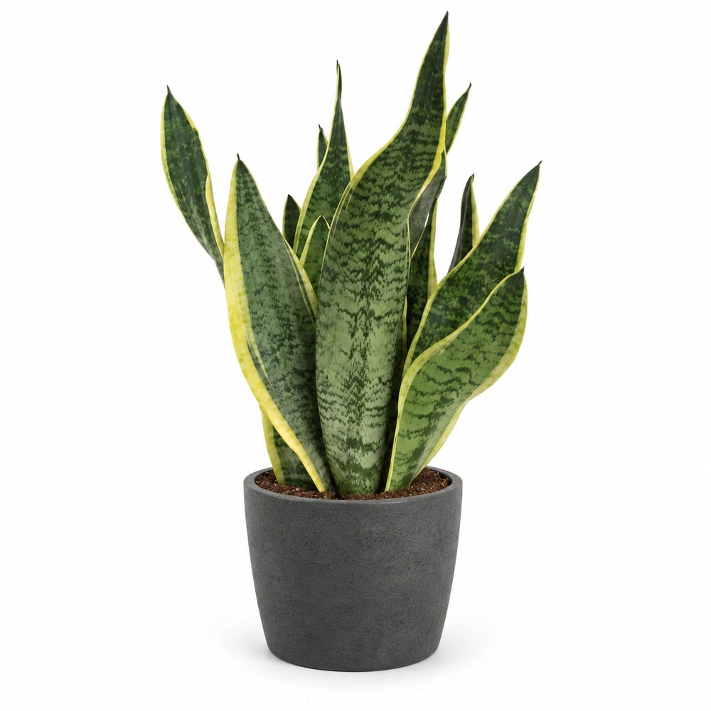 Sansevieria Futura Superba (40cm, Ø14cm), Stylingbeispiel im Übertopf (Übertopf nicht enthalten)
