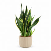 Sansevieria Futura Superba (45cm, Ø14cm), Stylingbeispiel im Übertopf (Übertopf nicht enthalten)