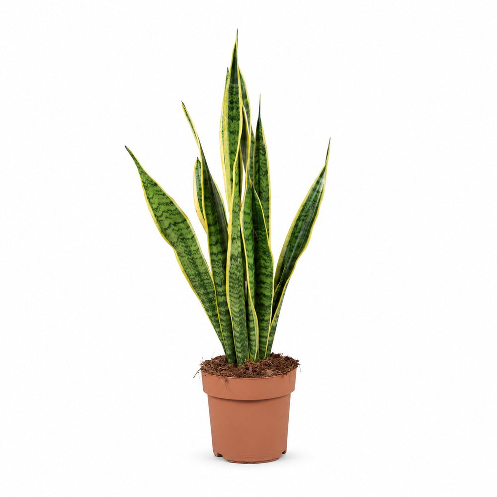 Sansevieria Laurentii - 60cm im Kulturtopf