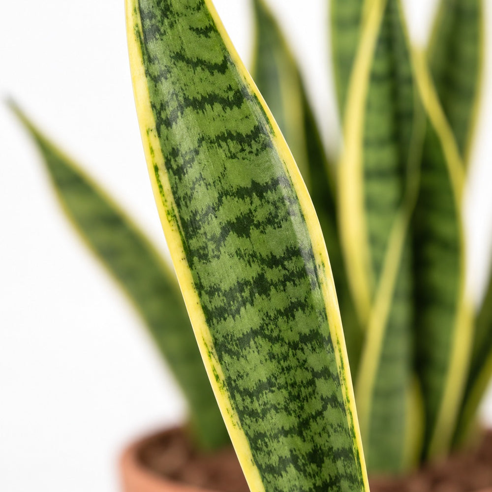 Sansevieria Laurentii, Nahaufnahme Blatt