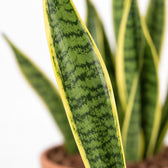 Sansevieria Laurentii, Nahaufnahme Blatt