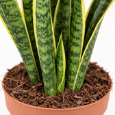Sansevieria Laurentii, Nahaufnahme Wuchs und Triebansatz