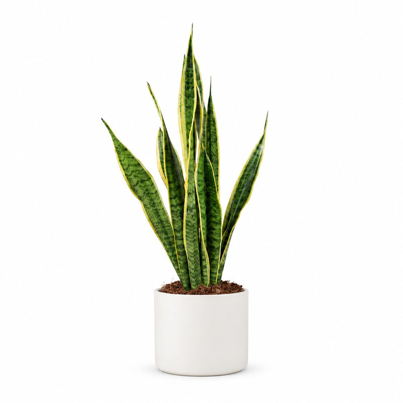 Sansevieria Laurentii - 60cm Detail