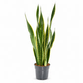 Sansevieria Laurentii XL - 70cm im Kulturtopf