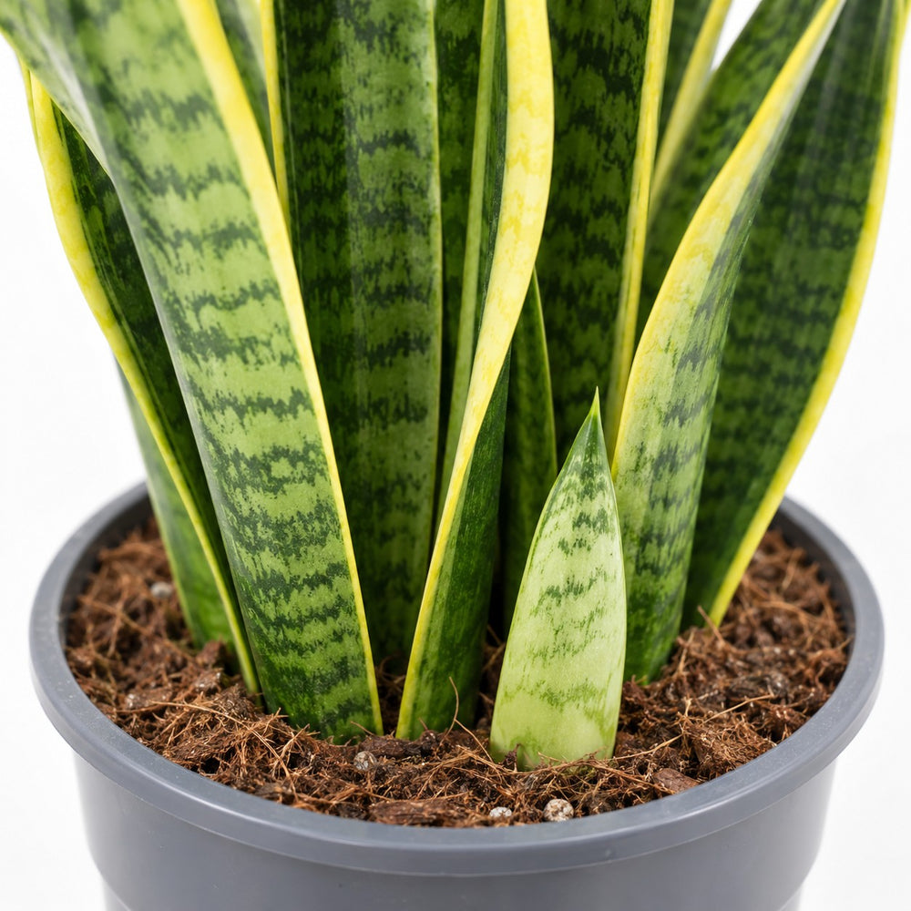 Sansevieria Laurentii XL, Nahaufnahme Wuchs und Triebansatz