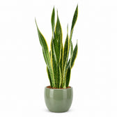 Sansevieria Laurentii XL - 70cm, Stylingbeispiel im Übertopf (Übertopf nicht enthalten)