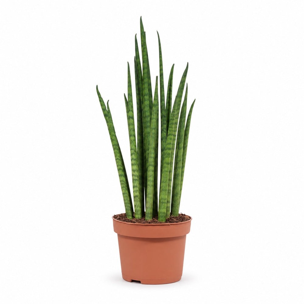 Sansevieria Mikado (40cm, Ø12cm) im Kulturtopf