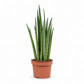 Sansevieria Mikado (40cm, Ø12cm) im Kulturtopf