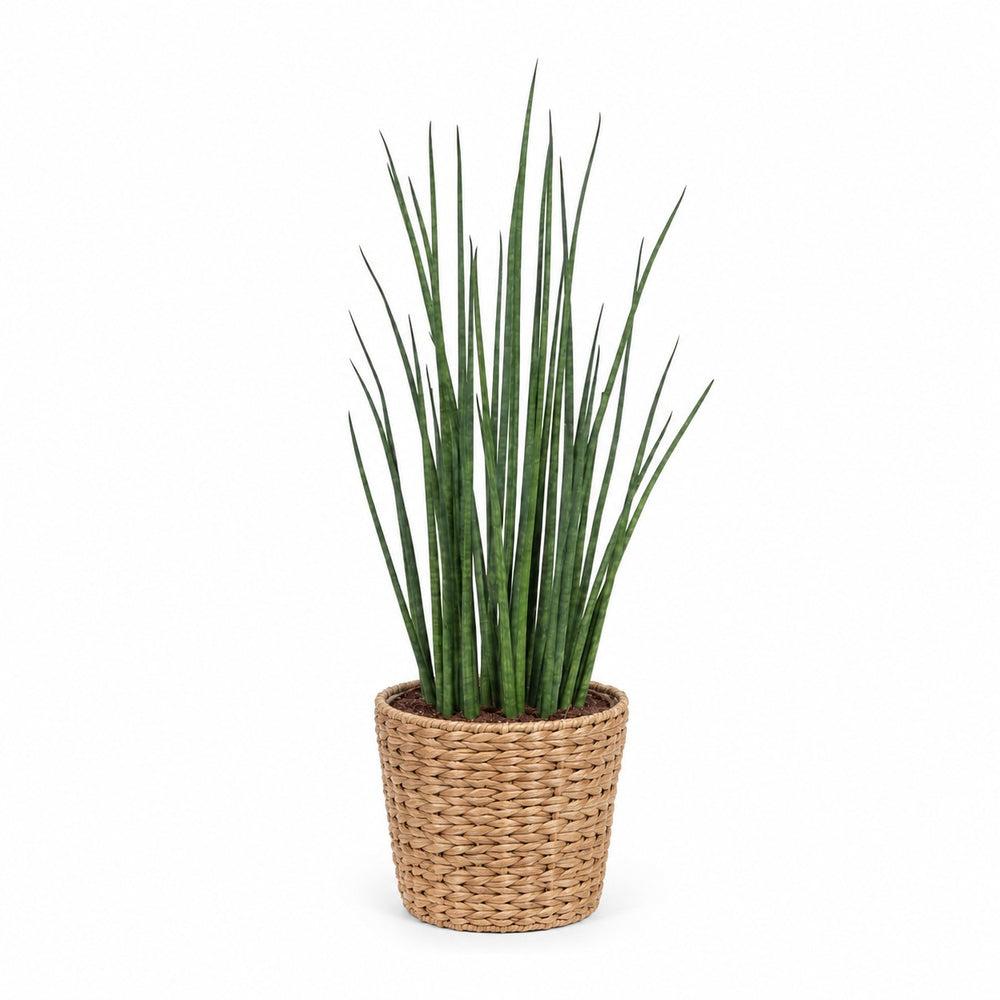 Sansevieria Mikado (70cm, Ø19cm), Stylingbeispiel im Übertopf (Übertopf nicht enthalten)