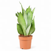 Sansevieria Moonshine im Kulturtopf
