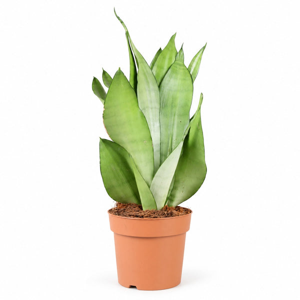 Sansevieria Moonshine im Kulturtopf